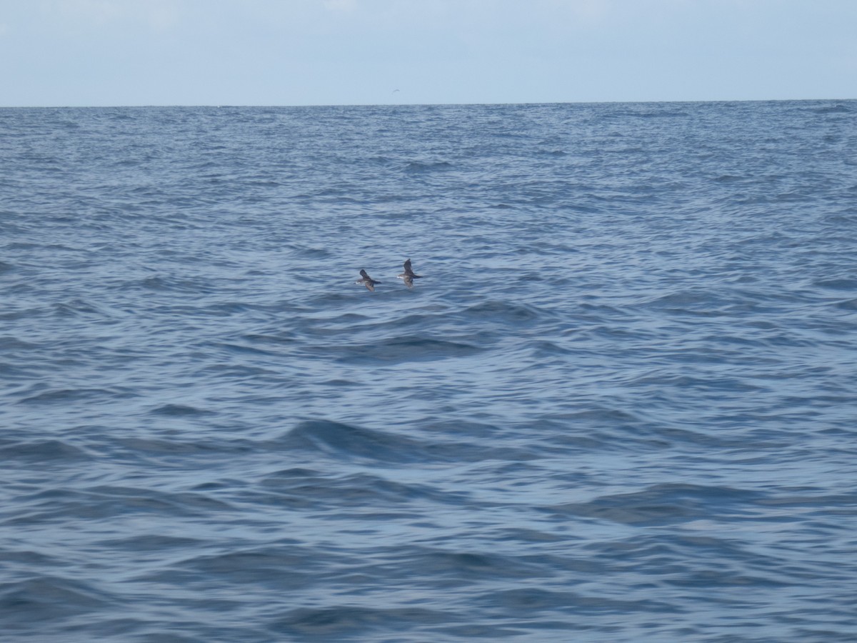 Galapagos Shearwater - ML612439031