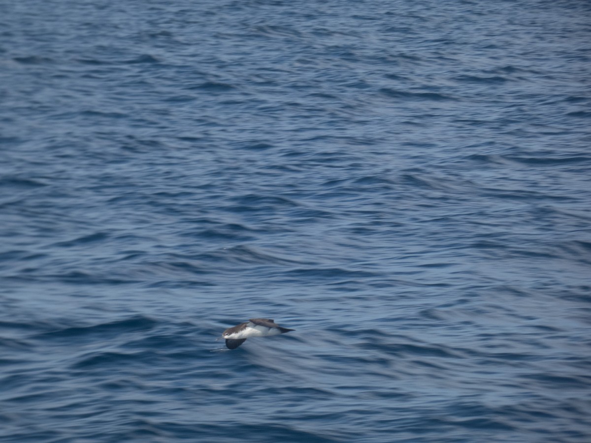 Galapagos Shearwater - ML612439056