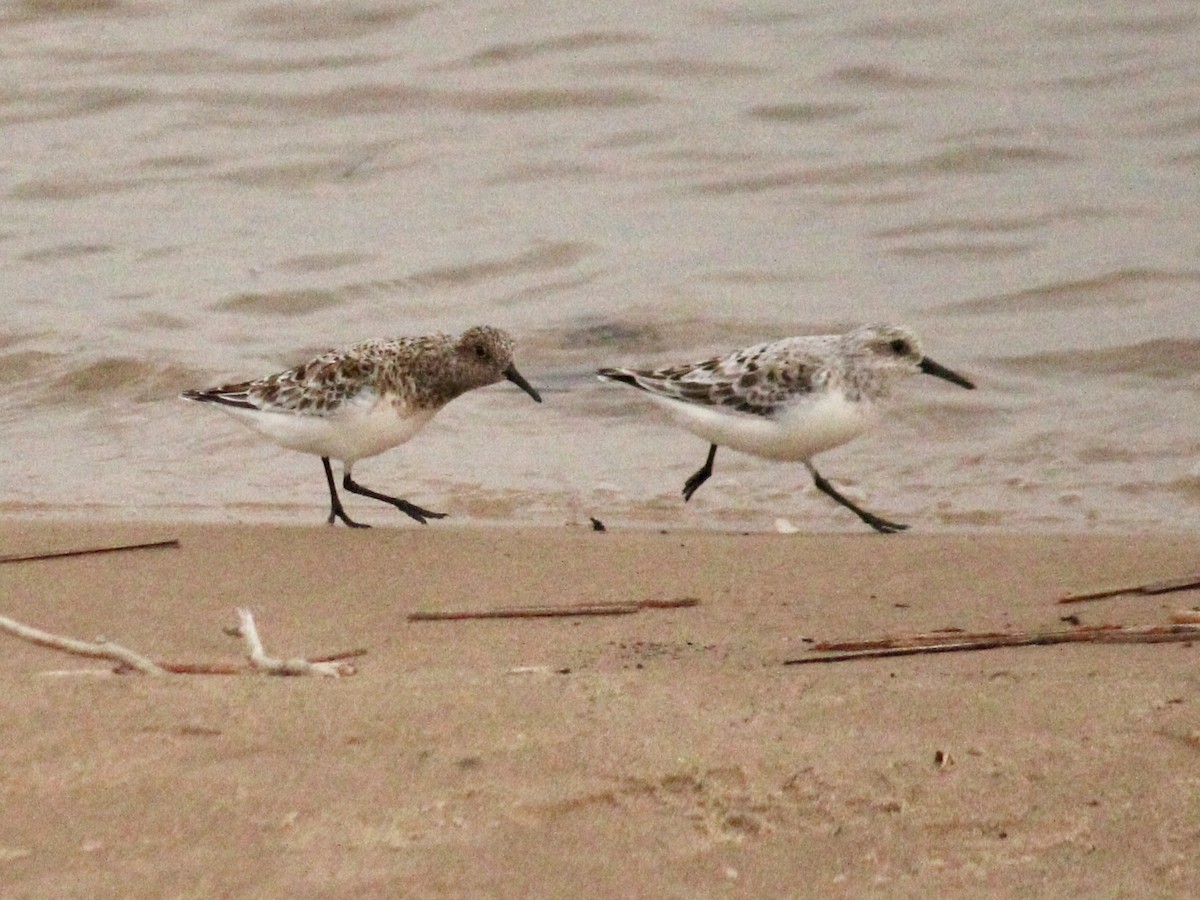 Sanderling - Richard  Lechleitner