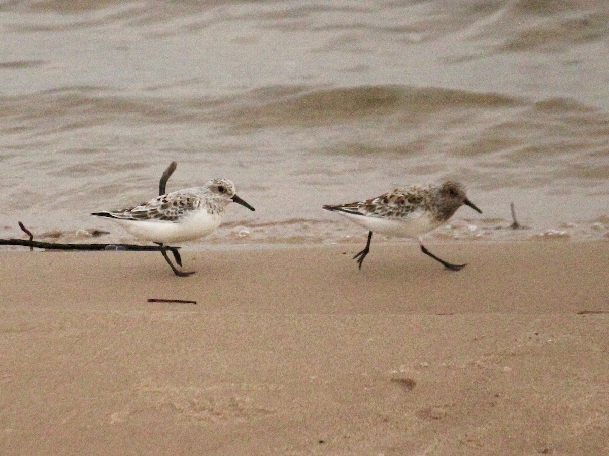 Sanderling - ML612439094