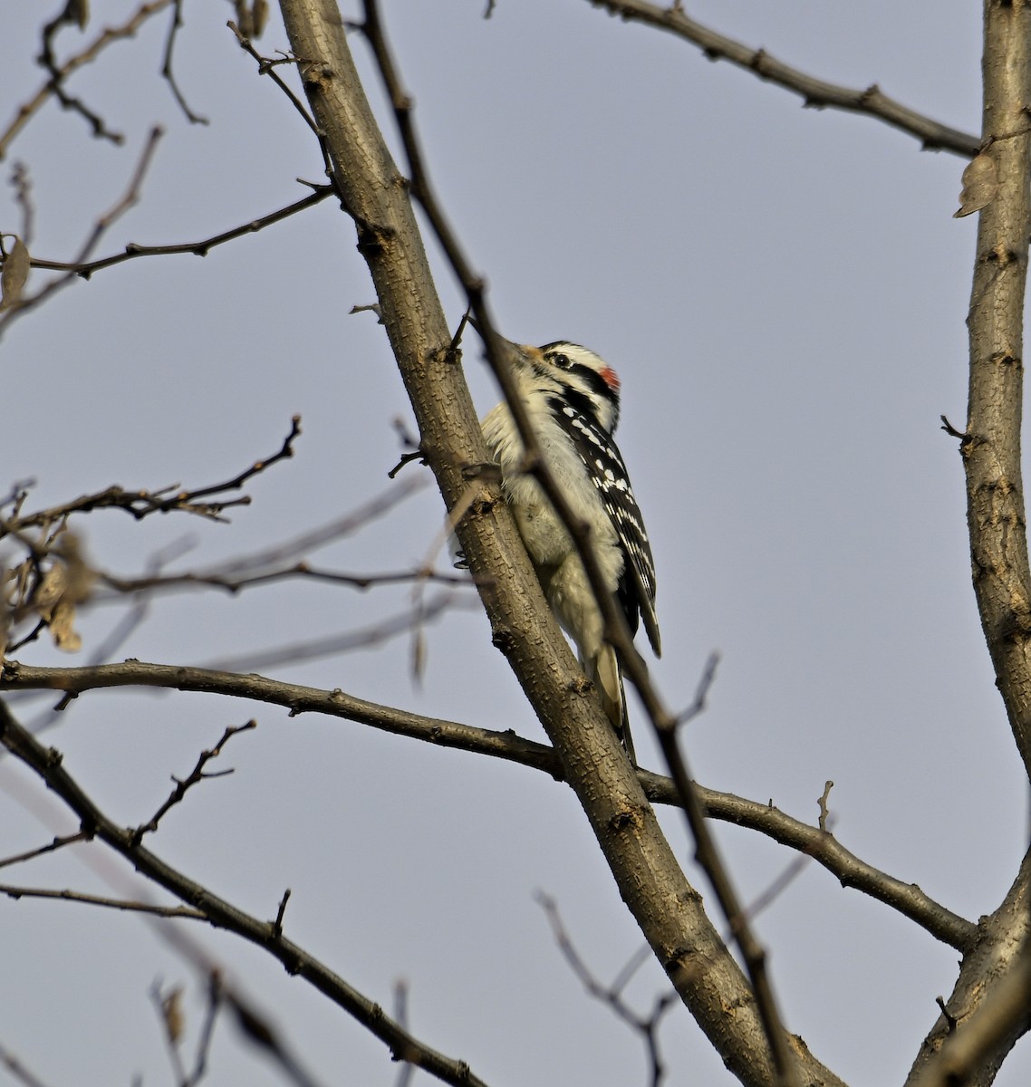 Hairy Woodpecker - ML612439140