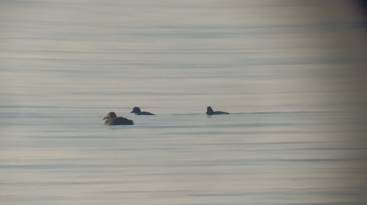 Common Eider - ML612439159