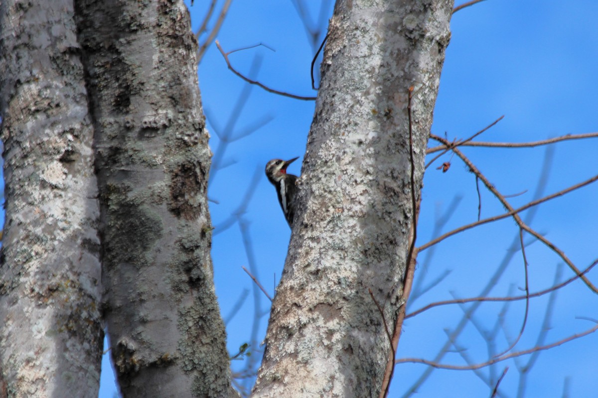 Yellow-bellied Sapsucker - Angel Zakharia