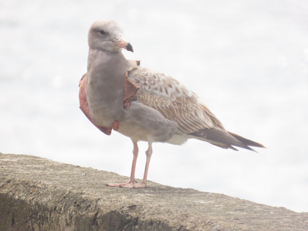 Black-tailed Gull - ML612439264