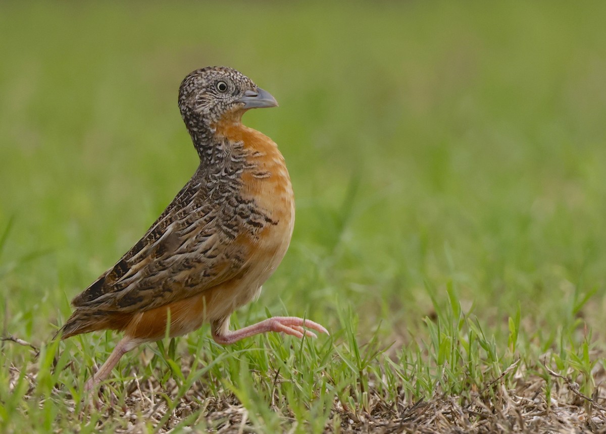 Red-chested Buttonquail - Scott Ritchie