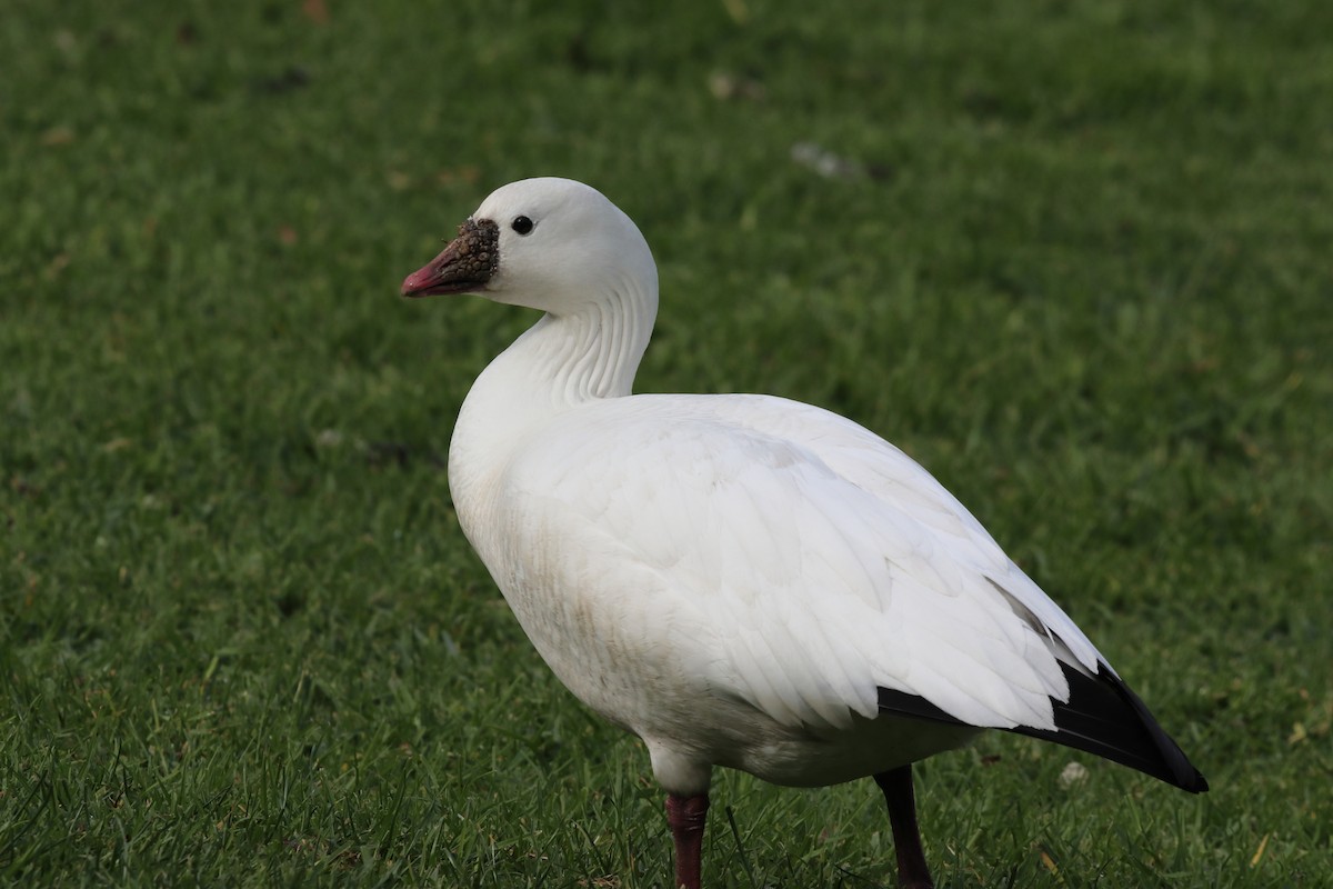 Ross's Goose - ML612439311