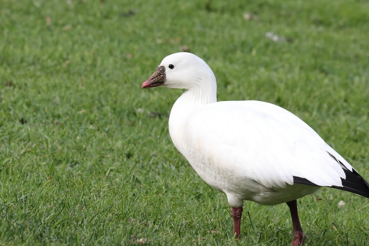 Ross's Goose - ML612439312