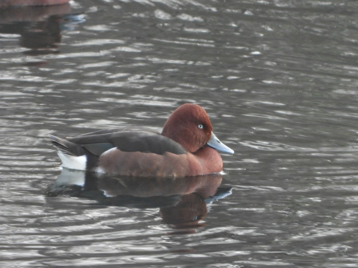 Ferruginous Duck - Itay Berger