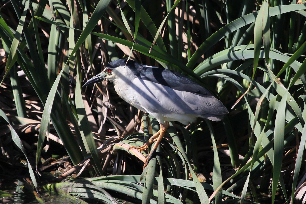 Black-crowned Night Heron - ML612439347