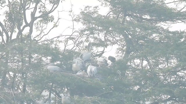 Spot-billed Pelican - ML612439356