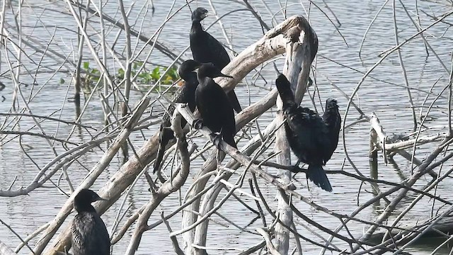 Cormoran à cou brun - ML612439376