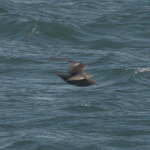 Parasitic Jaeger - ML612439565