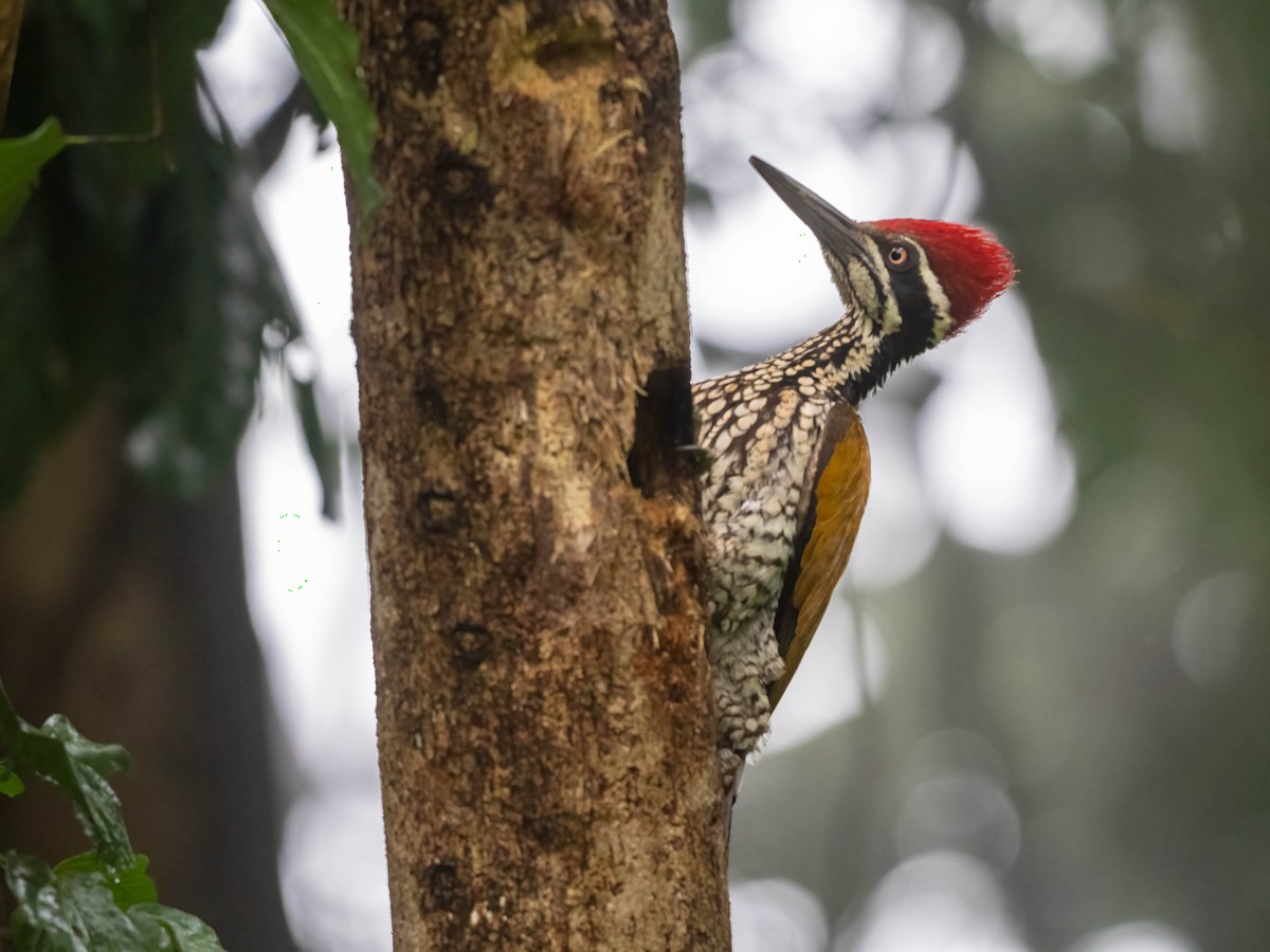 Greater Flameback - ML612439640