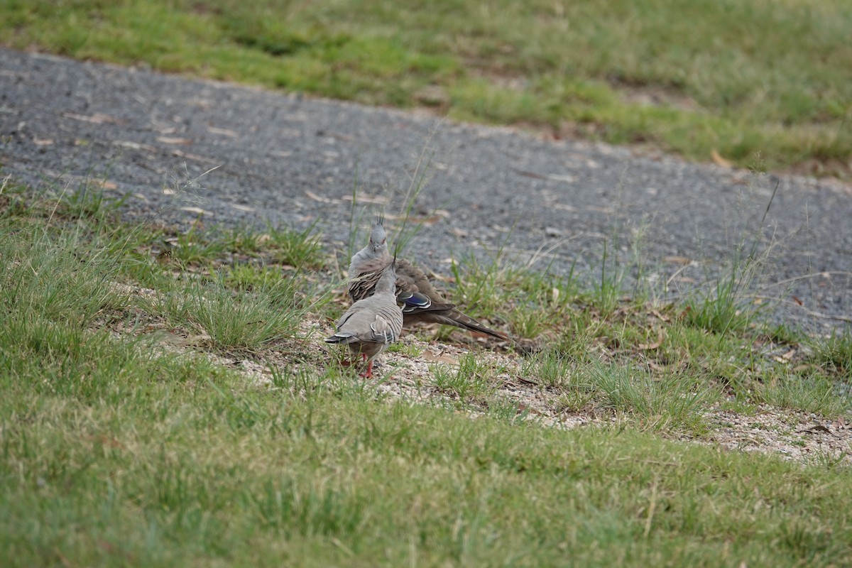 Crested Pigeon - ML612439729