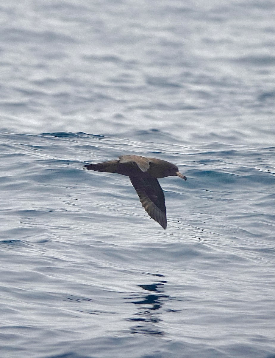 Flesh-footed Shearwater - ML612439744