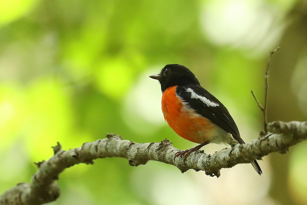 Pacific Robin - Peter Kyne