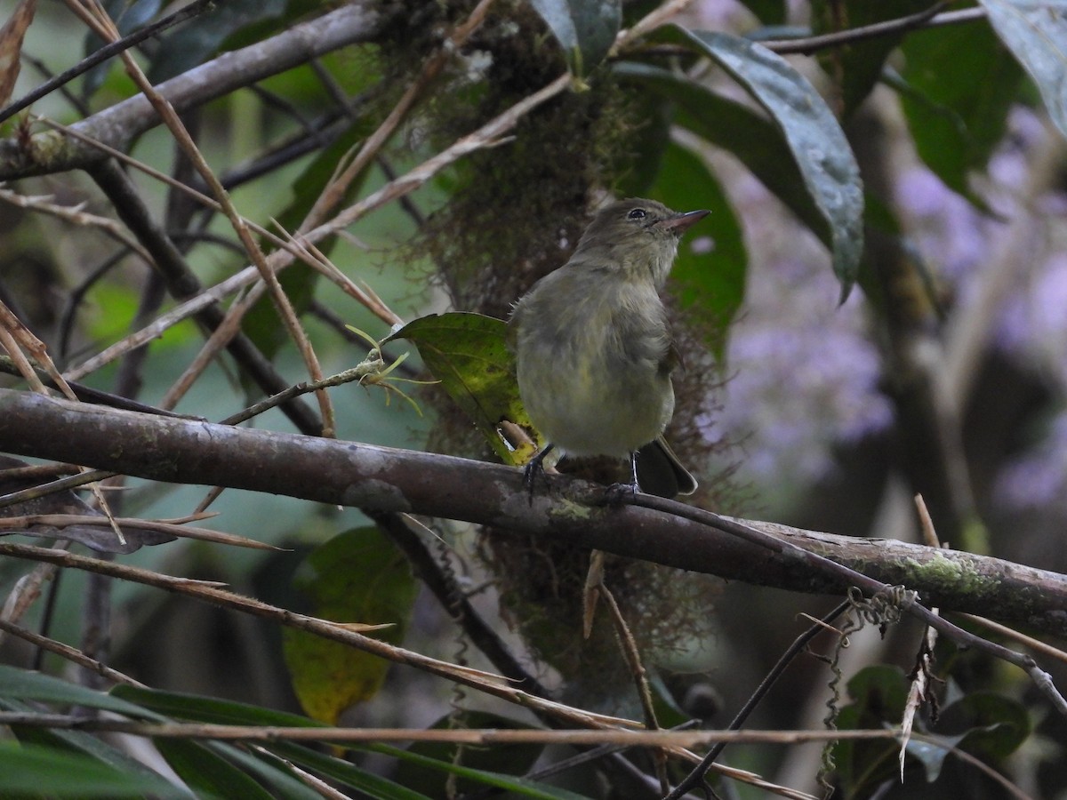 Mountain Elaenia - Heath Harlan