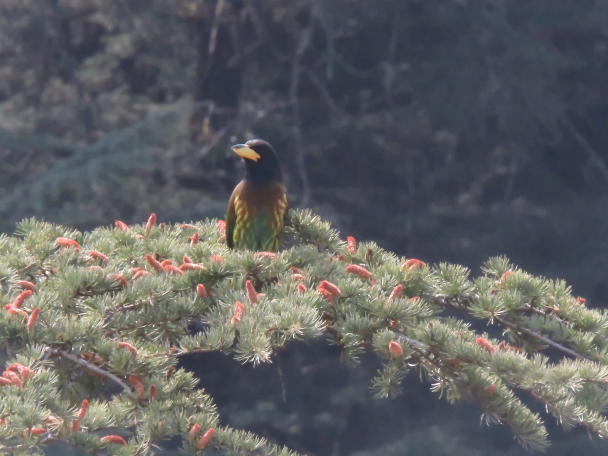 Great Barbet - ML612439897