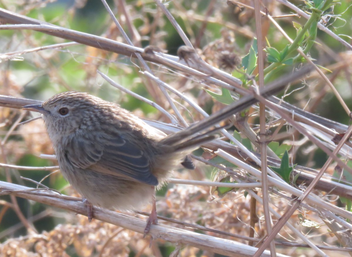 Himalayan Prinia - ML612439911