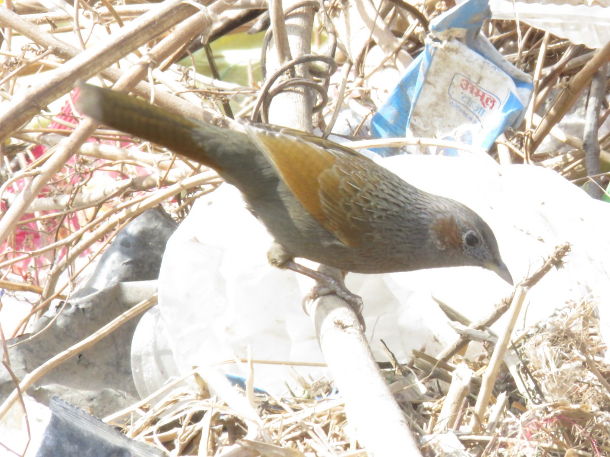 Streaked Laughingthrush - ML612439918