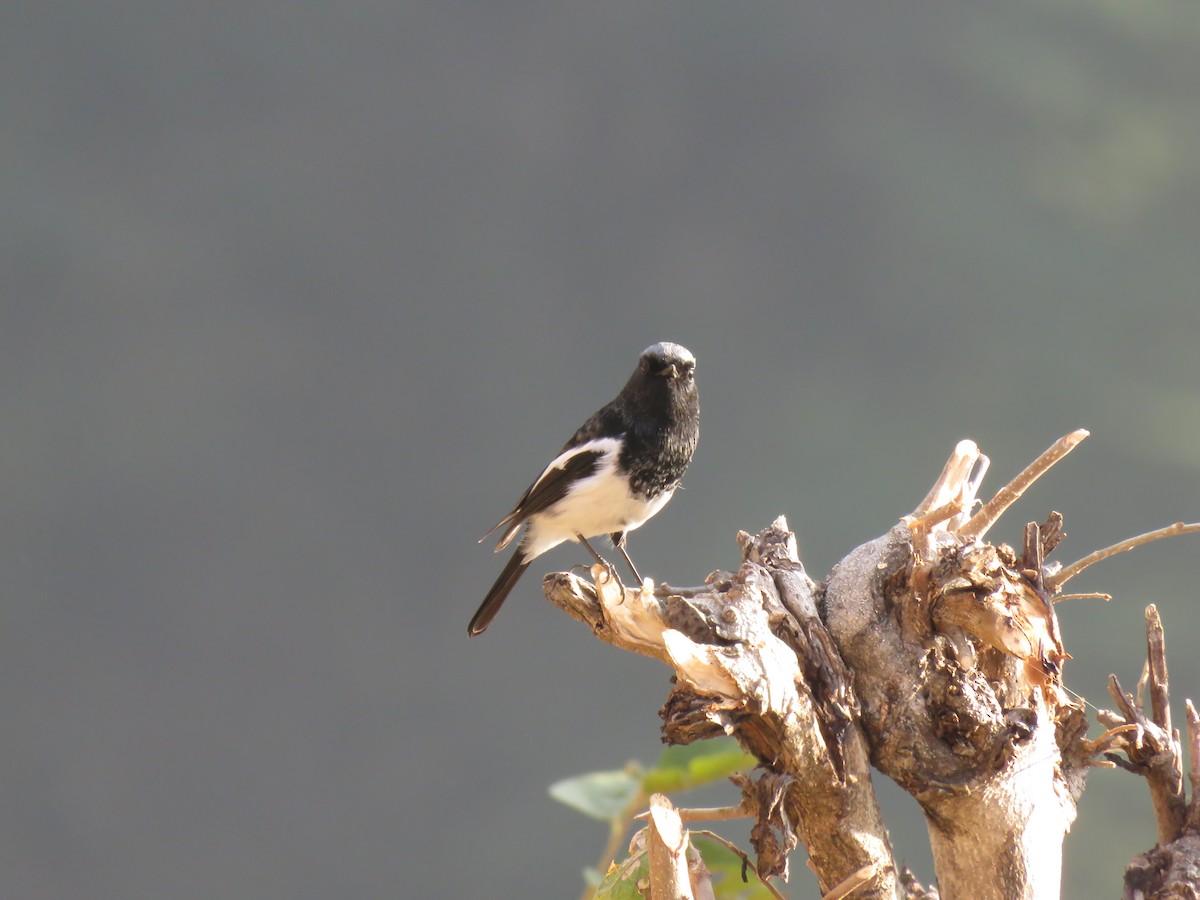 Blue-capped Redstart - ML612439948