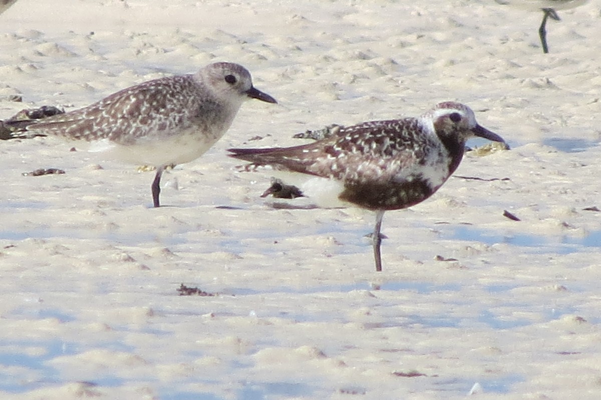 Black-bellied Plover - ML612439955