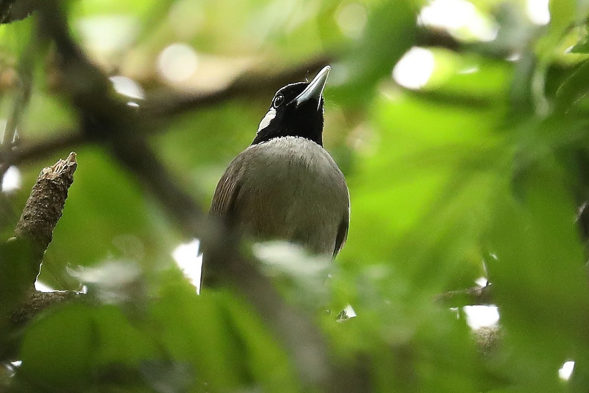 Black-throated Shrikebill - ML612439958