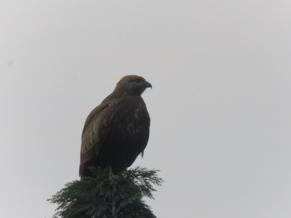 Himalayan Buzzard - ML612439978