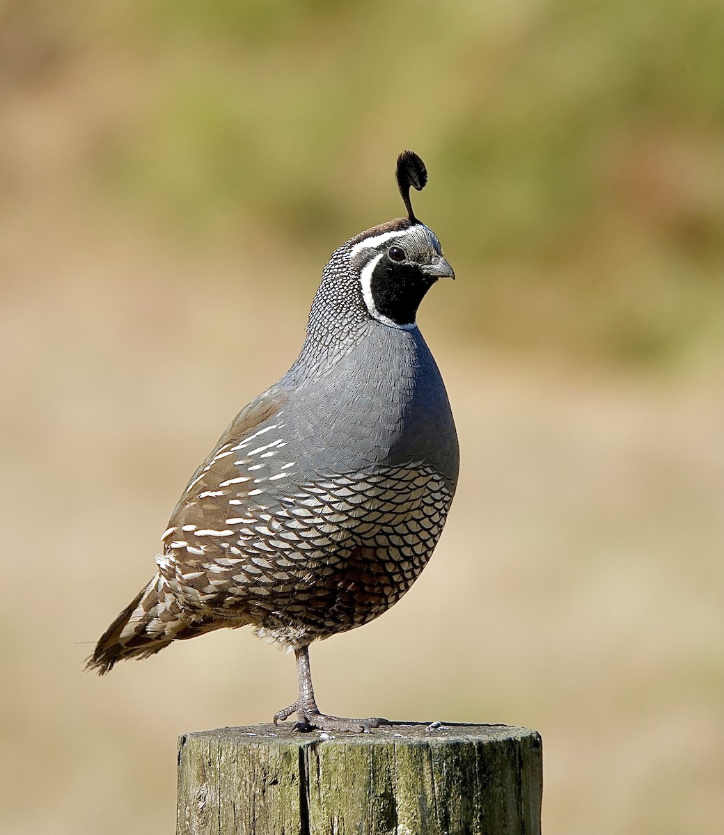 California Quail - ML612439991