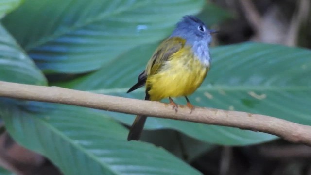 Gray-headed Canary-Flycatcher - ML612440032