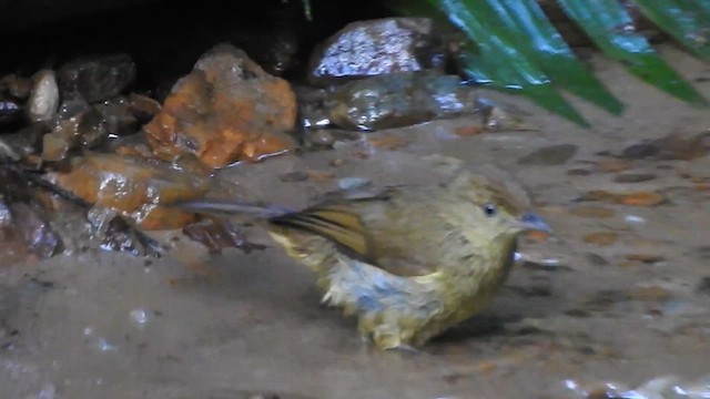 Bulbul de Cachar - ML612440045