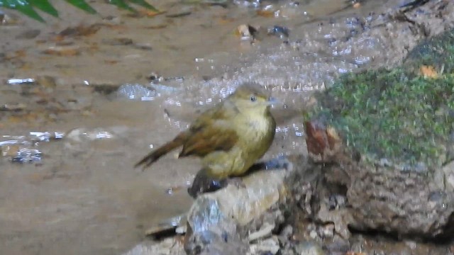 Bulbul de Cachar - ML612440046