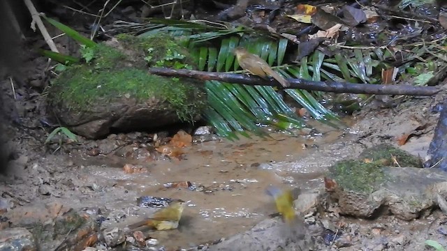 Bulbul du Cachar - ML612440049