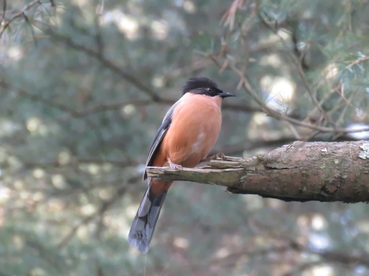 Rufous Sibia - ML612440050