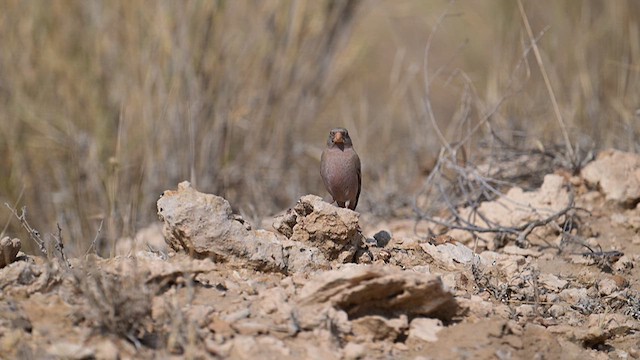 Trumpeter Finch - ML612440057