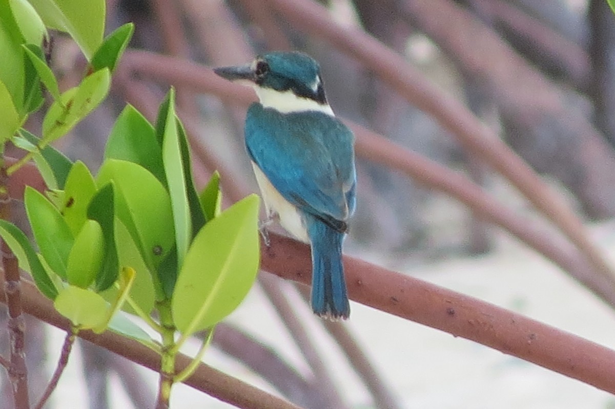 Collared Kingfisher - ML612440080