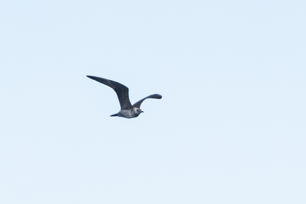 Long-tailed Jaeger - Jake Harfield