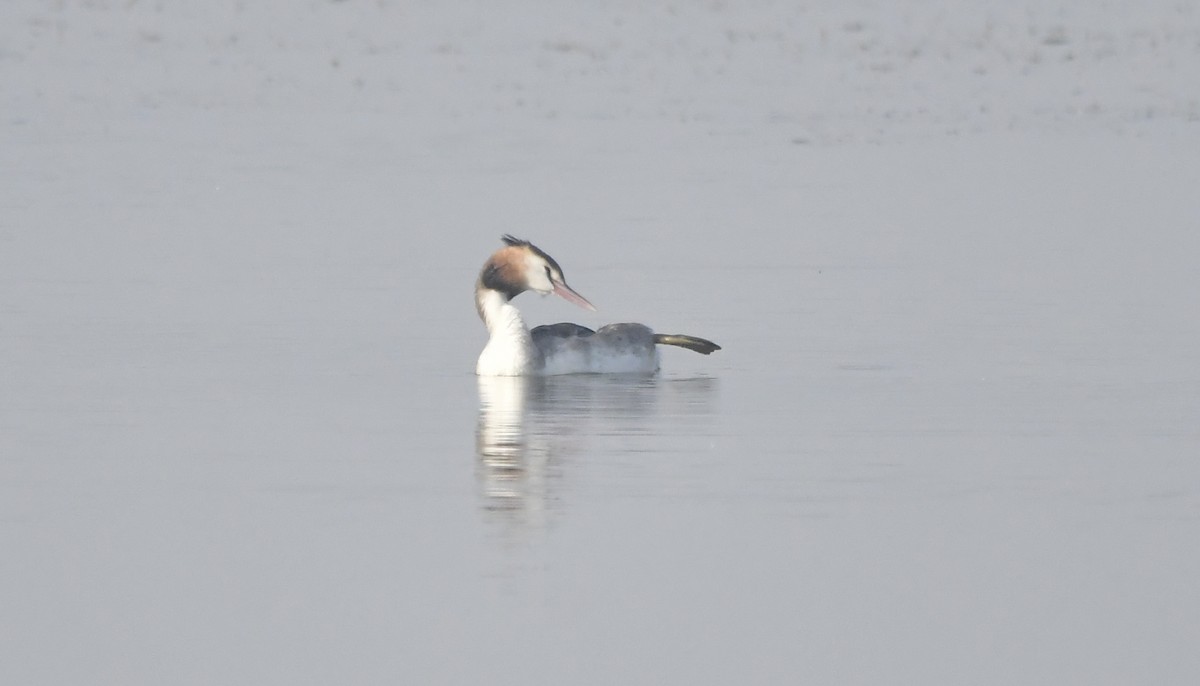 Great Crested Grebe - ML612440125