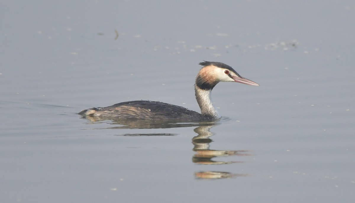Great Crested Grebe - ML612440126