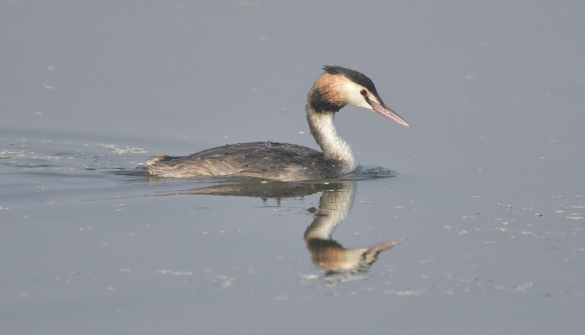 Great Crested Grebe - ML612440127