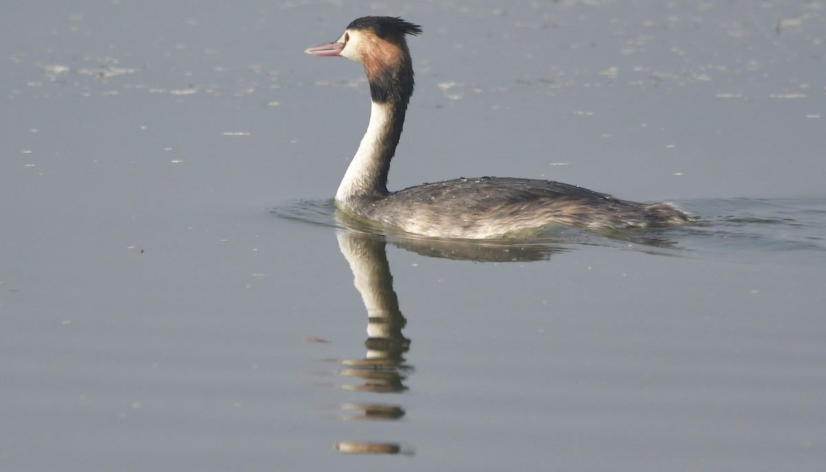 Great Crested Grebe - ML612440128