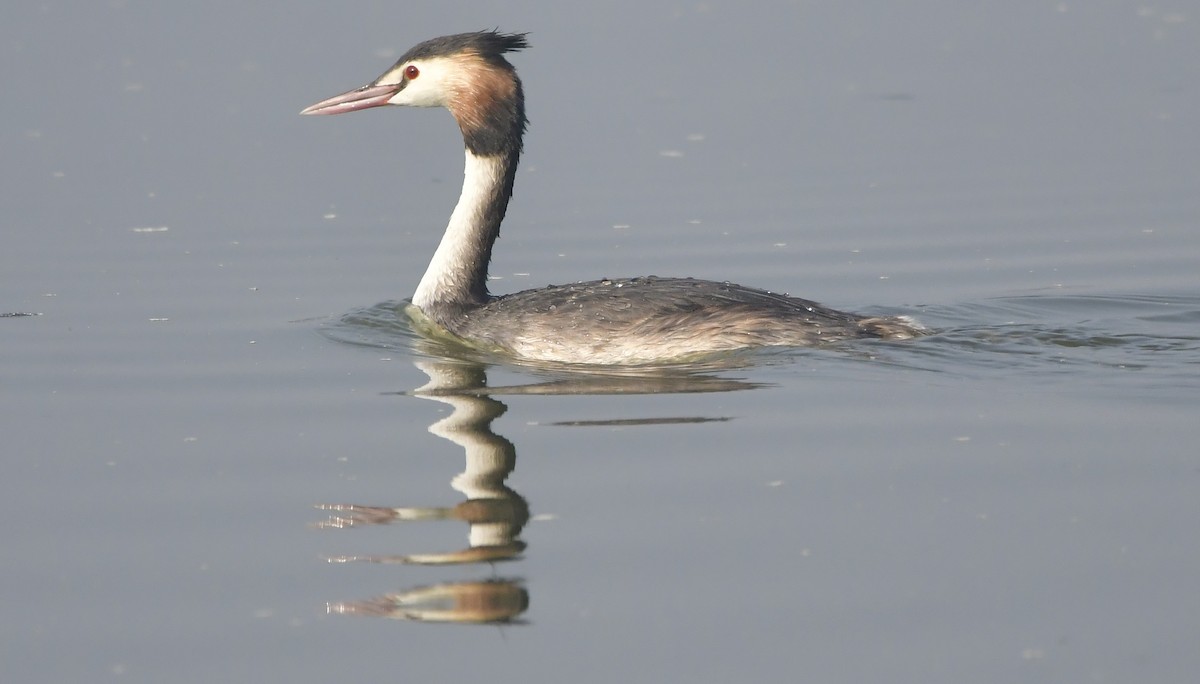 Great Crested Grebe - ML612440129
