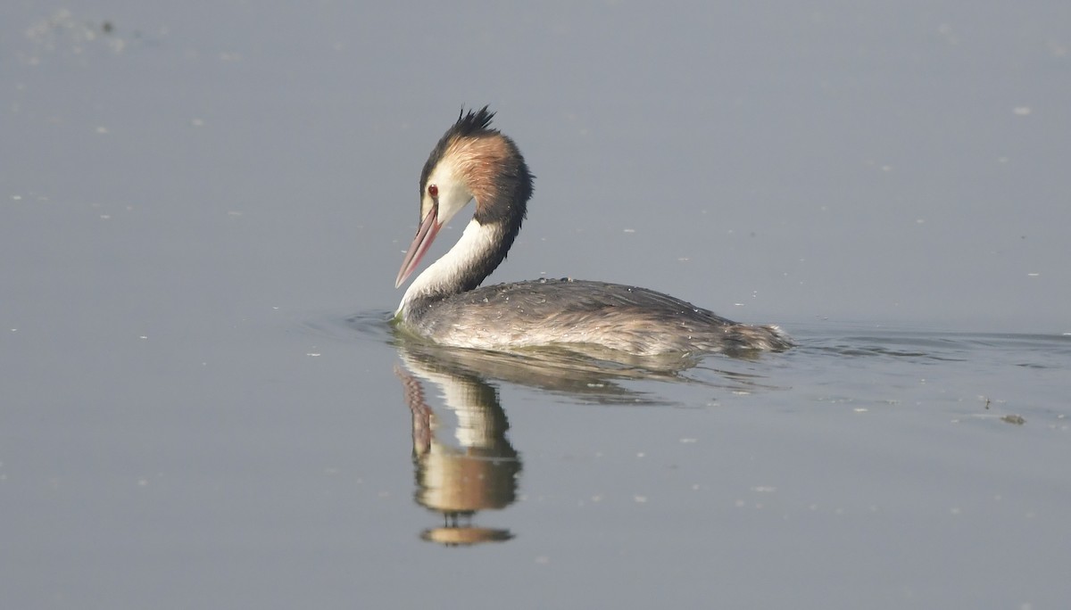 Great Crested Grebe - ML612440130