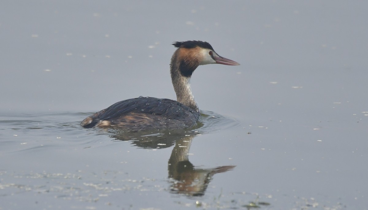 Great Crested Grebe - ML612440131