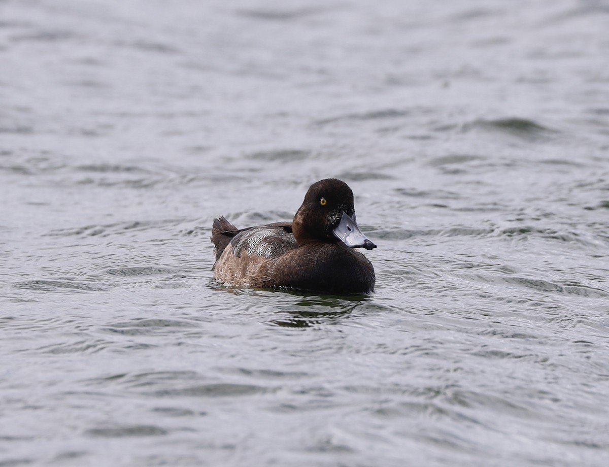 Greater Scaup - Sherman  Wing