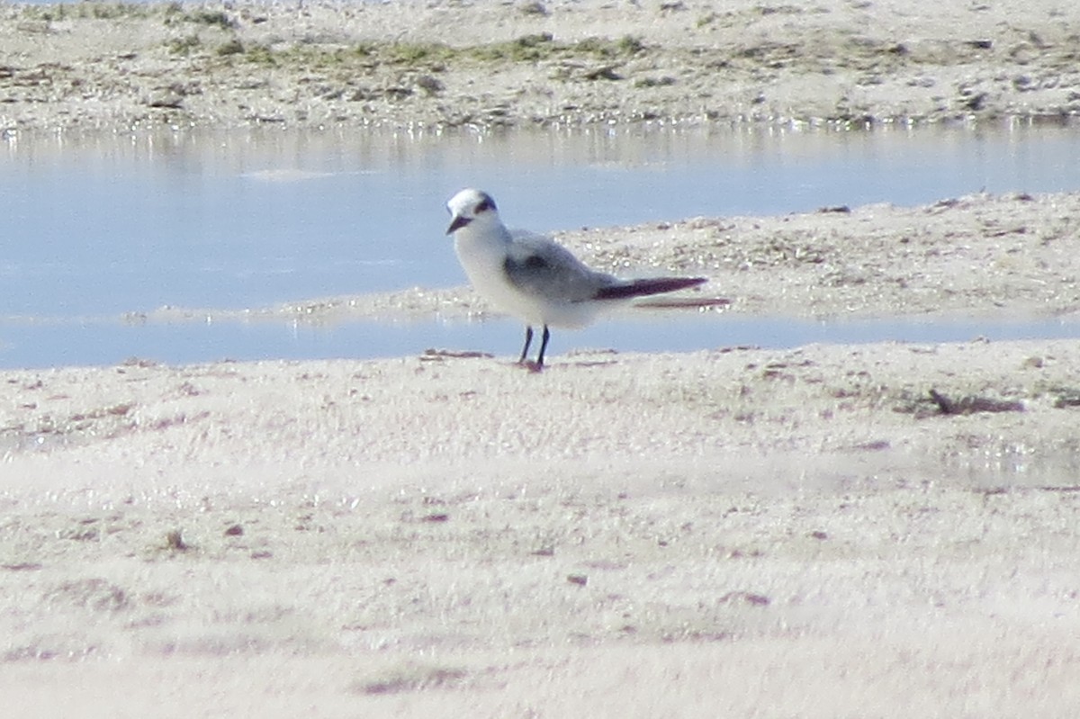 Little Tern - ML612440244