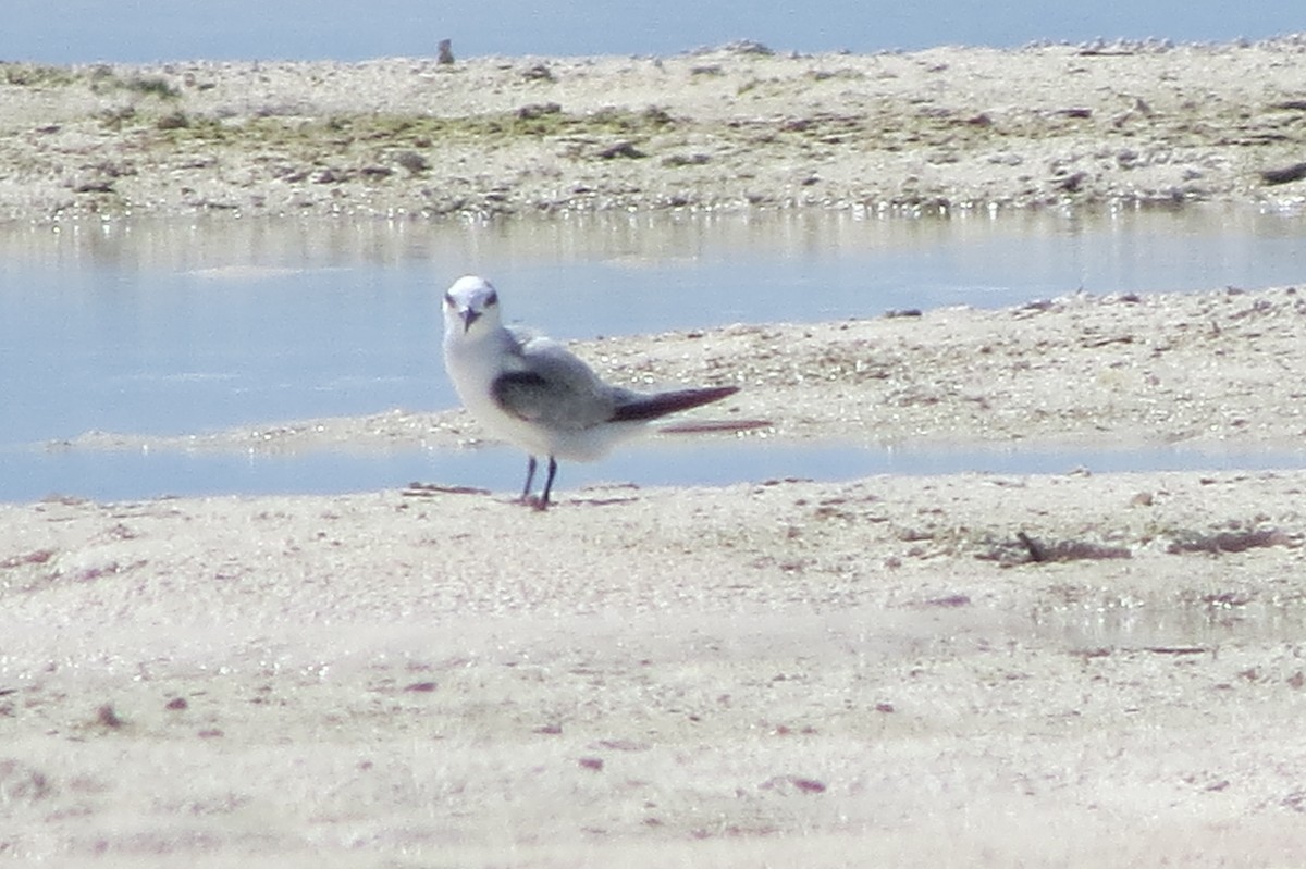 Little Tern - ML612440248