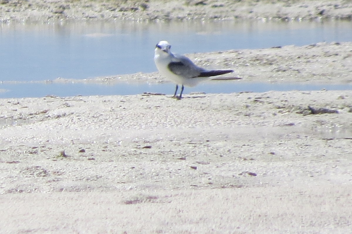 Little Tern - Niro Nobert