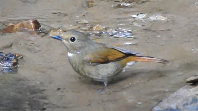 Rufous-bellied Niltava - ML612440303