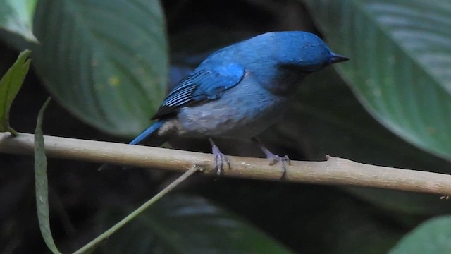 Pale Blue Flycatcher - ML612440321